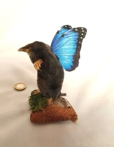 Mole with wings Anthropomorphic Adrian Johnstone Taxidermist