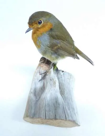 Robin Adrian Johnstone Taxidermist