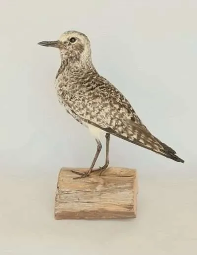 Grey Plover Adrian Johnstone Taxidermist