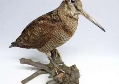 Woodcock Adrian Johnstone Taxidermist