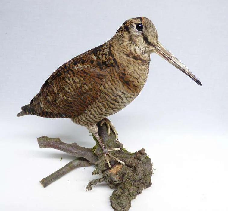 Woodcock Adrian Johnstone Taxidermist