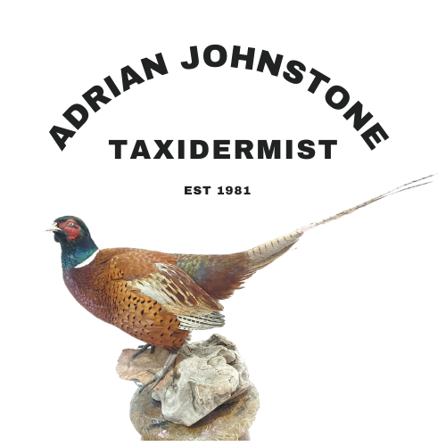 adrian johnstone taxidermist logo