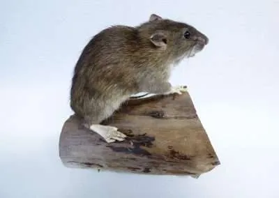 brown rat juv Adrian Johnstone Taxidermist