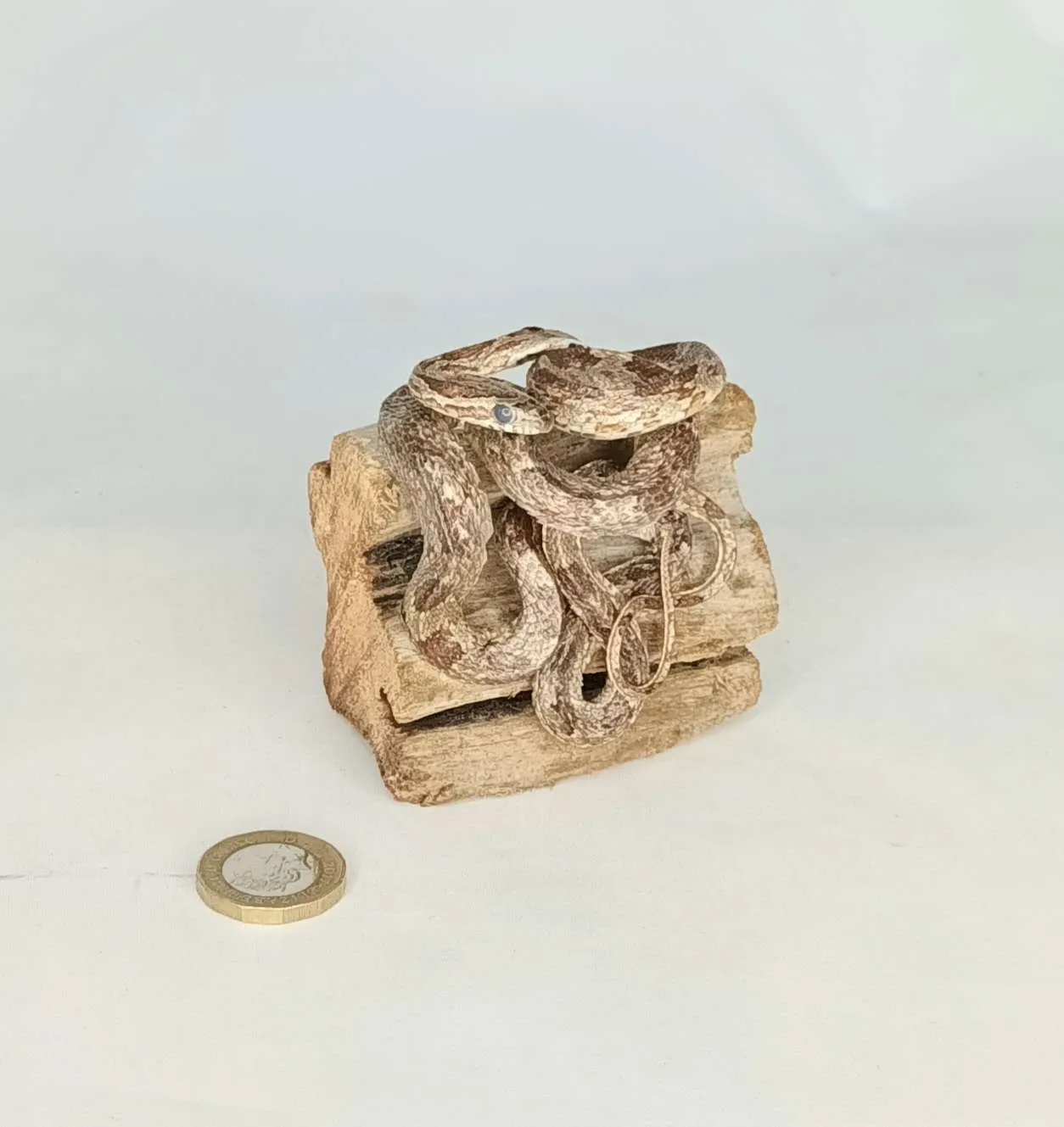 SOLD - Taxidermy Small Corn Snake. Log no 075.