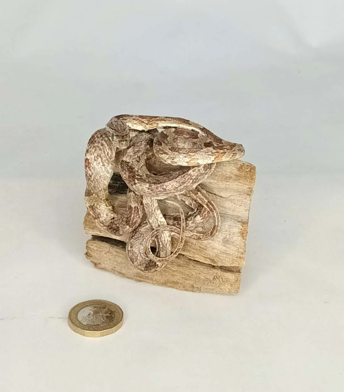 SOLD - Taxidermy Small Corn Snake. Log no 075. - Image 2
