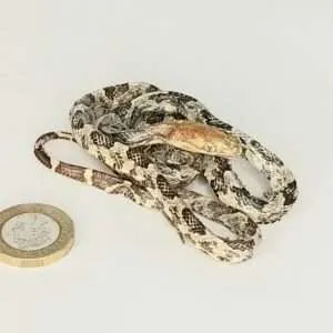 Taxidermy Small Corn Snake. Log no 077.