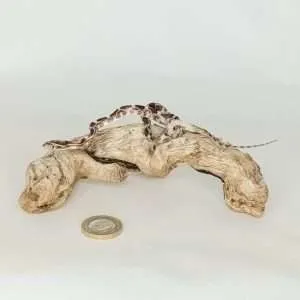 Taxidermy Small Corn Snake. Log no 098.