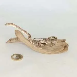 Taxidermy Small Corn Snake. Log no 123.