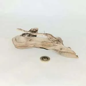 Taxidermy Small Corn Snake. Log no 129.