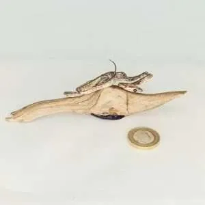 Taxidermy Small Corn Snake. Log no 134.