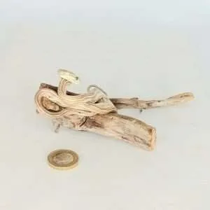 Taxidermy Four Lined Snake. Log no 090.