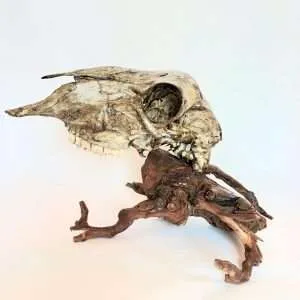 Taxidermy Mystical Creature. Log No 037.