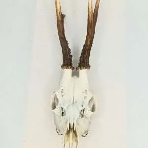 SOLD - Taxidermy Roe Deer Skull. Log no 088.