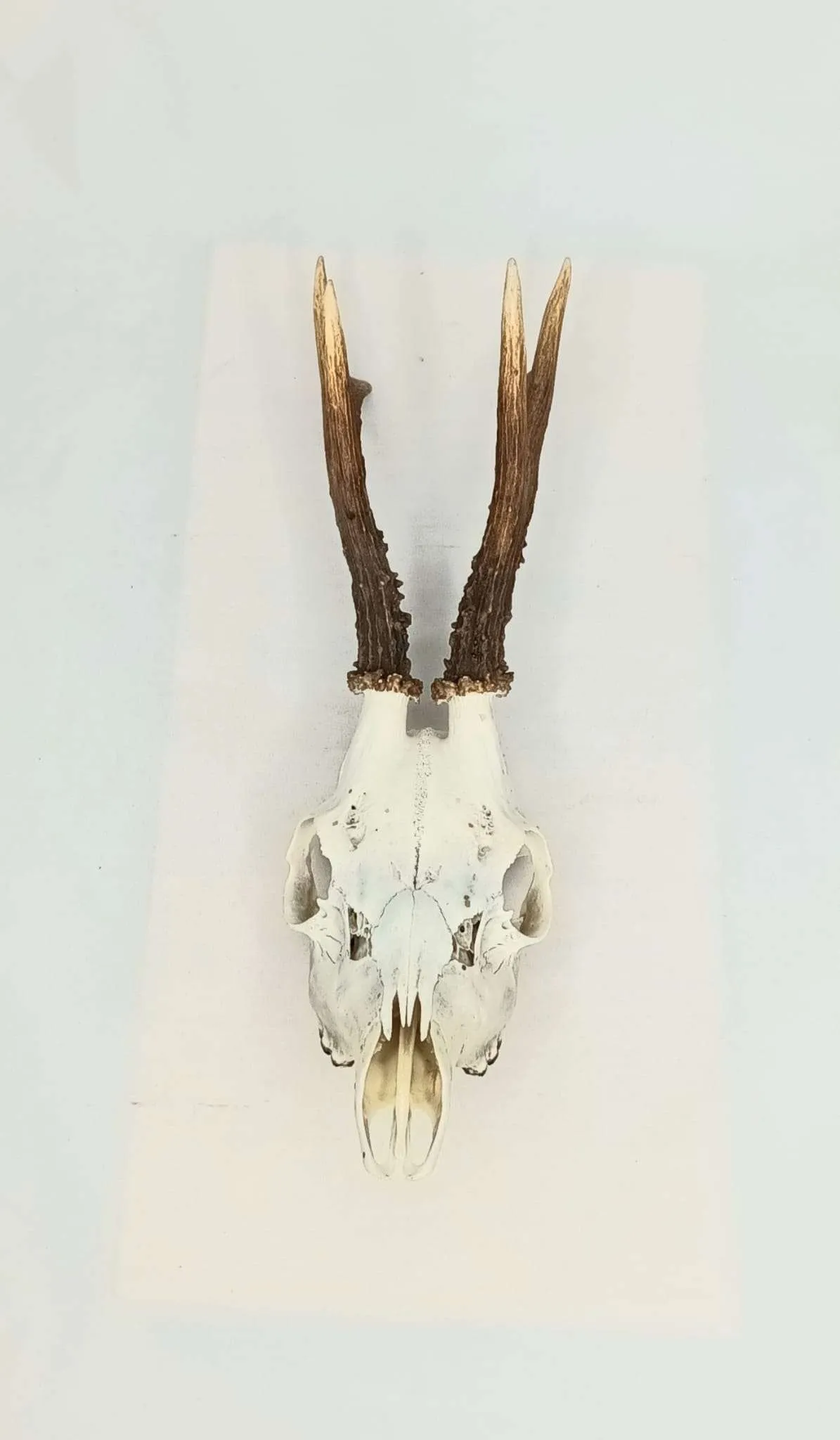 SOLD - Taxidermy Roe Deer Skull. Log no 088.