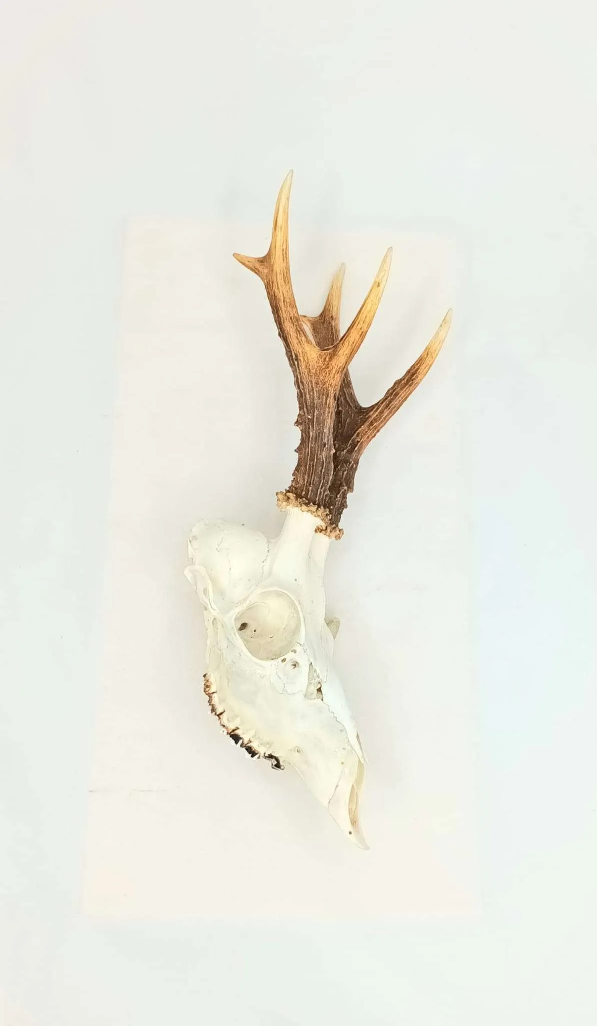 SOLD - Taxidermy Roe Deer Skull. Log no 088. - Image 3
