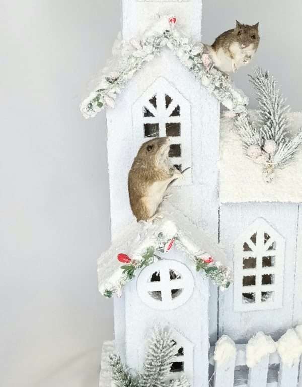 Taxidermy Two Field Mice On Church Spire. Log no 301. - Image 6