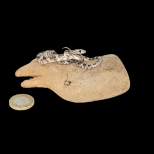 Taxidermy Tiny Corn Snake. Log no 335.