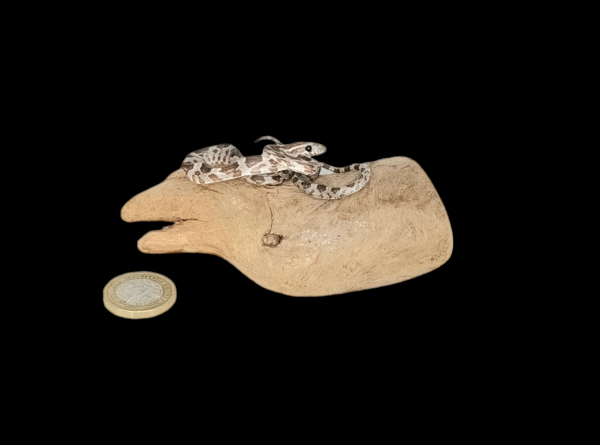 Taxidermy Tiny Corn Snake. Log no 335.