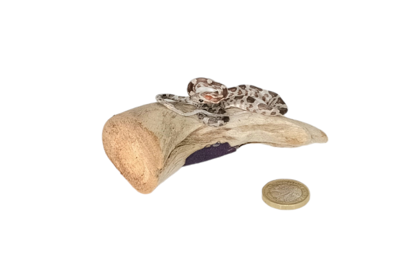 Taxidermy Tiny Corn Snake. Log no 335. - Image 3
