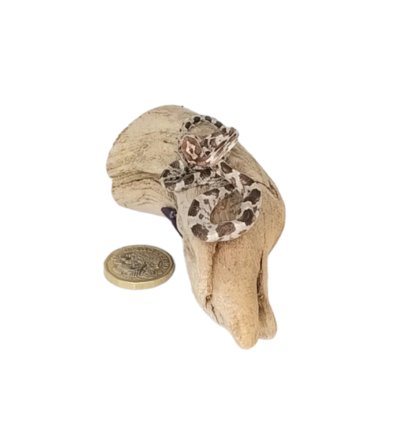 Taxidermy Tiny Corn Snake. Log no 335. - Image 2