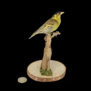 Taxidermy Victorian Male Siskin. Log no 328.