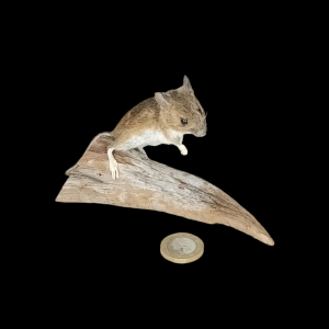 Taxidermy Field Mouse. Log no 444.