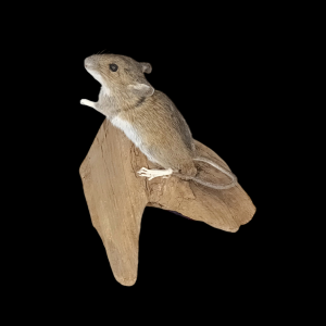 Taxidermy Field Mouse. Log no 71.