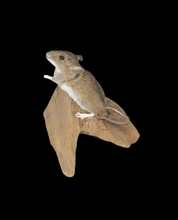 Taxidermy Field Mouse. Log no 71.