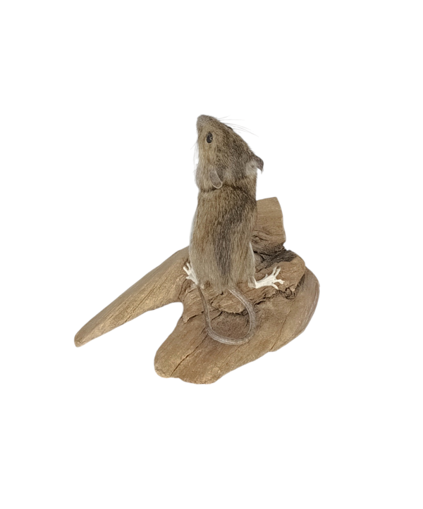 Taxidermy Field Mouse. Log no 71. - Image 2