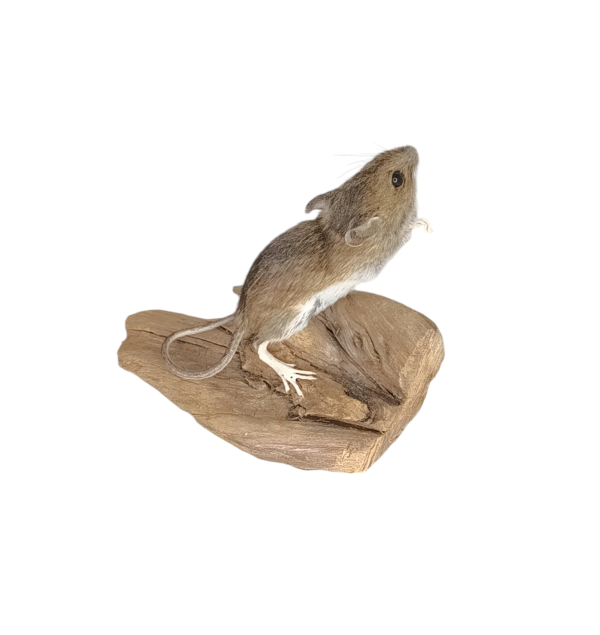 Taxidermy Field Mouse. Log no 71. - Image 3