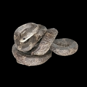 Taxidermy Adult Corn Snake. Log no 171.