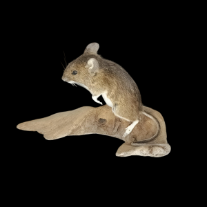 Taxidermy Field Mouse. Log no 177.