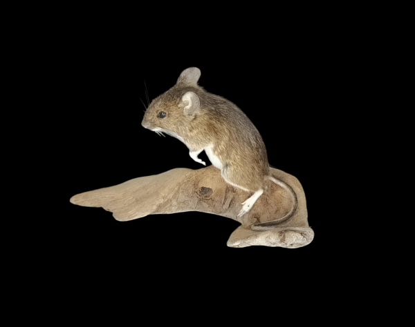SOLD - Taxidermy Field Mouse. Log no 177.