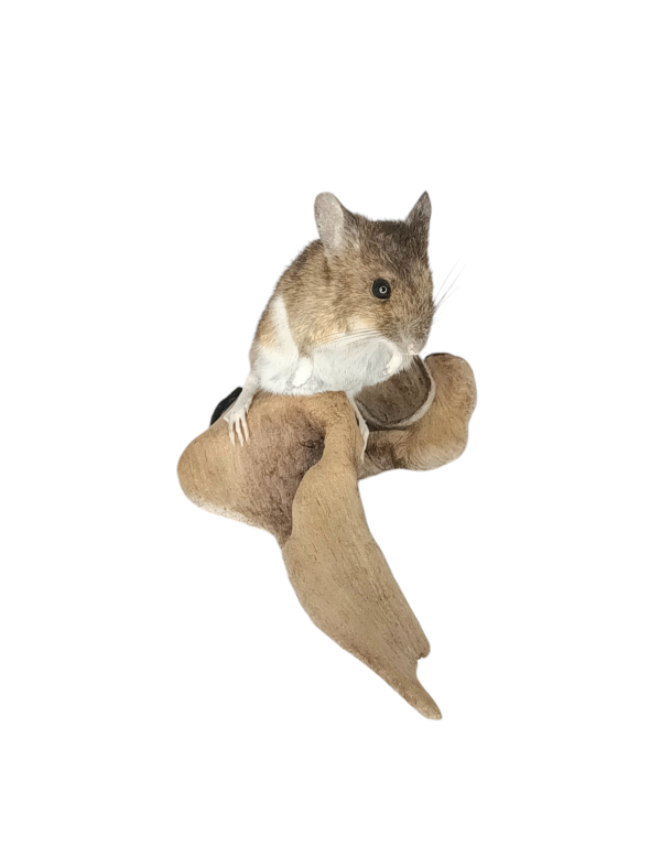 SOLD - Taxidermy Field Mouse. Log no 177. - Image 3