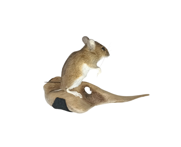 SOLD - Taxidermy Field Mouse. Log no 177. - Image 2