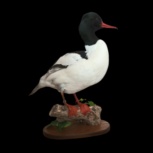 Taxidermy Male Goosander. Log no 606a.