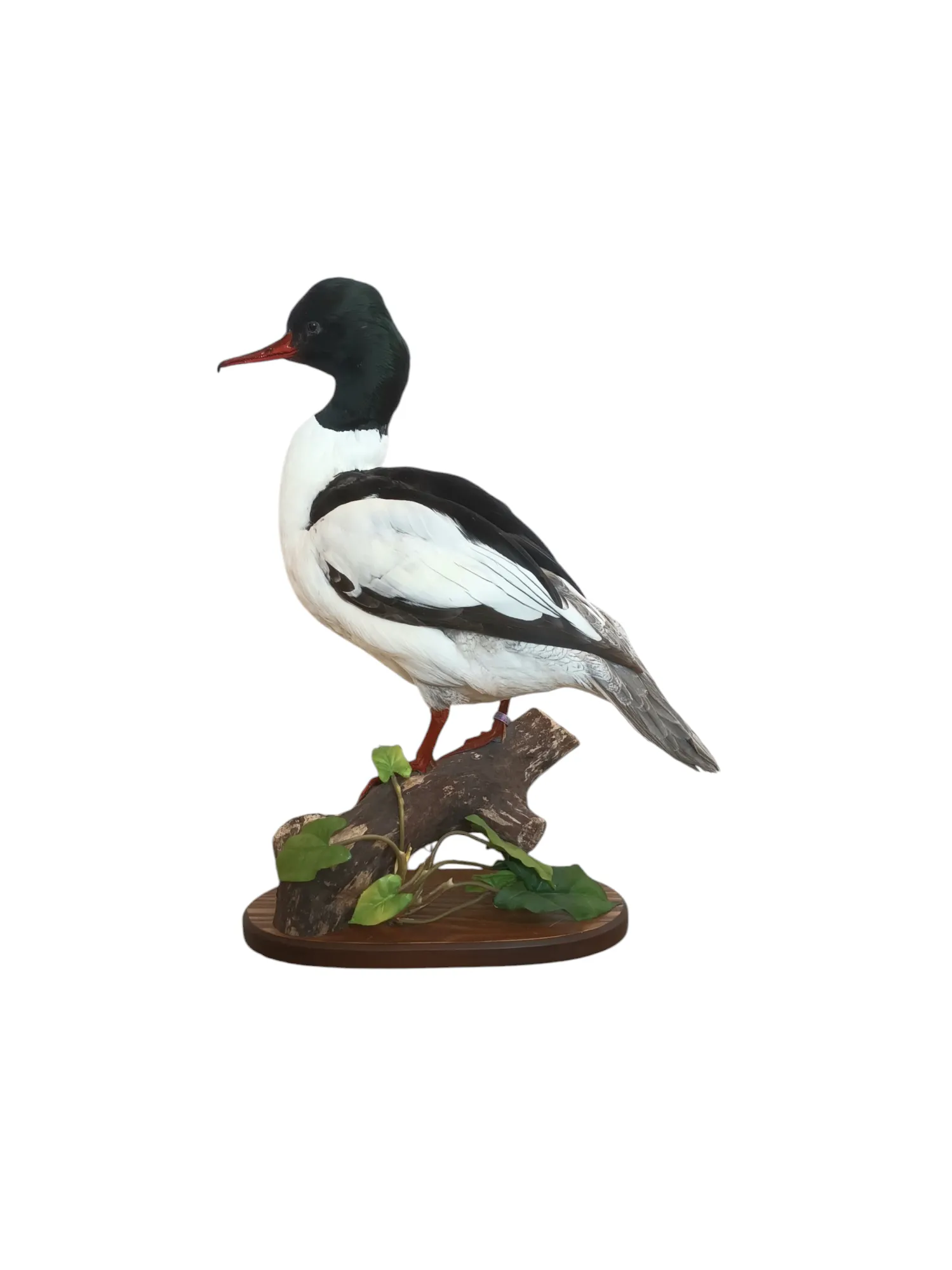 Taxidermy Male Goosander. Log no 606a. - Image 3
