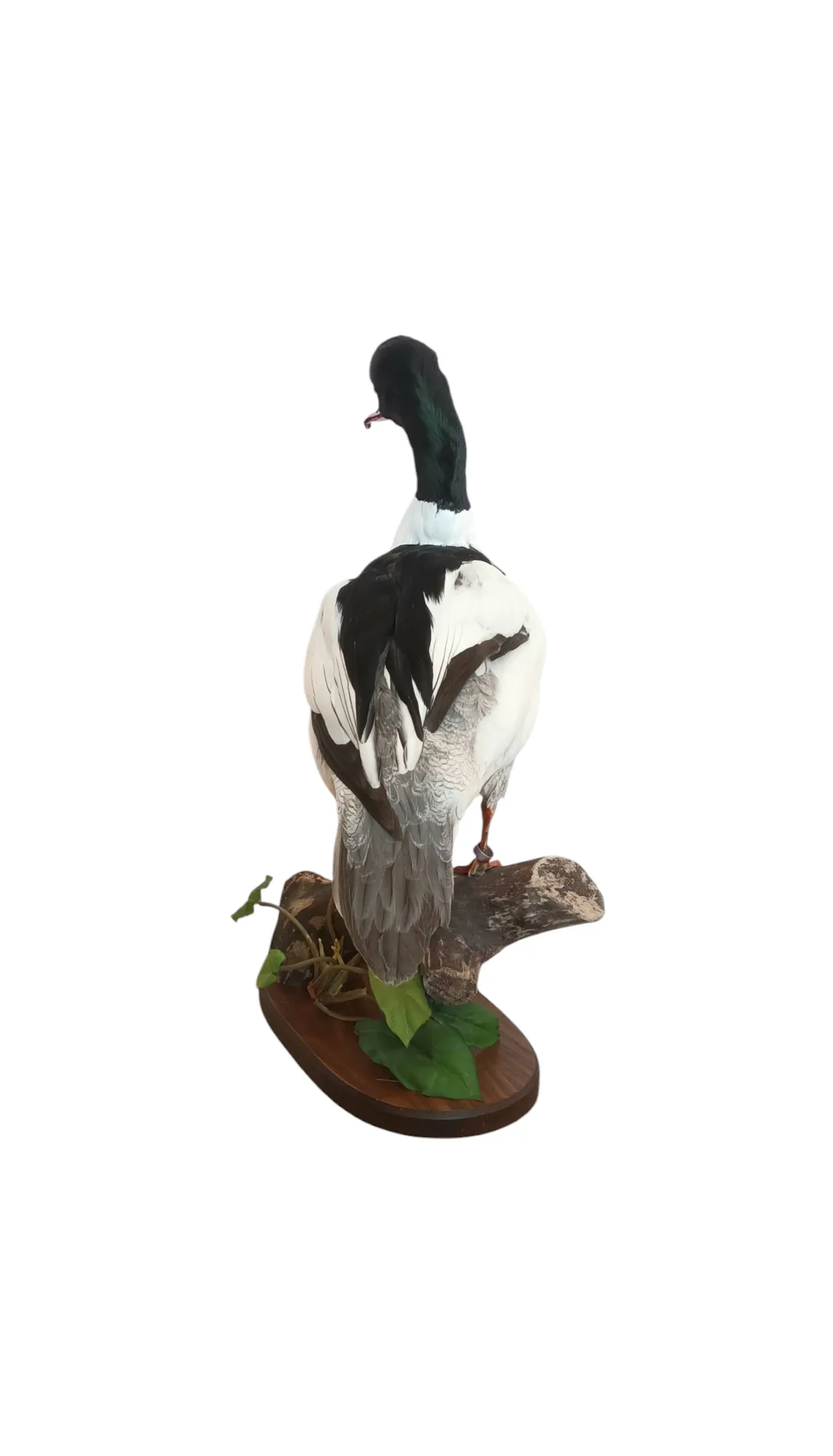 Taxidermy Male Goosander. Log no 606a. - Image 2
