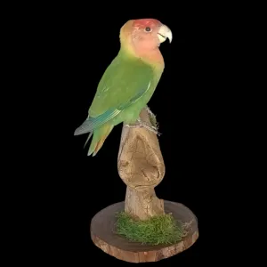 Taxidermy Lovebird. Log no 635a.