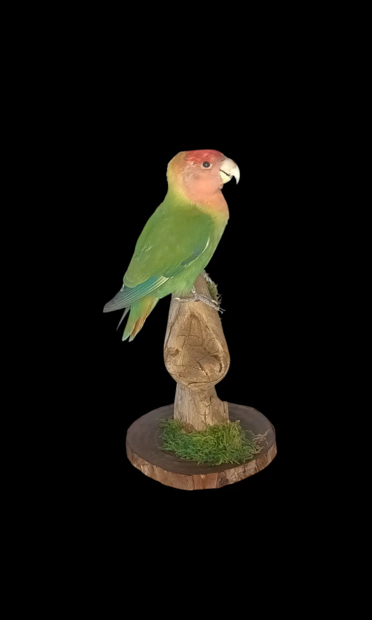 SOLD - Taxidermy Lovebird. Log no 635a.