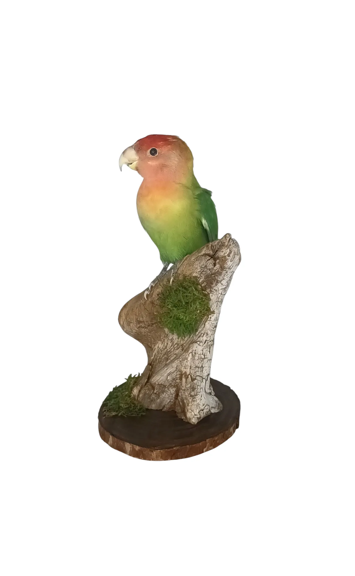 SOLD - Taxidermy Lovebird. Log no 635a. - Image 2