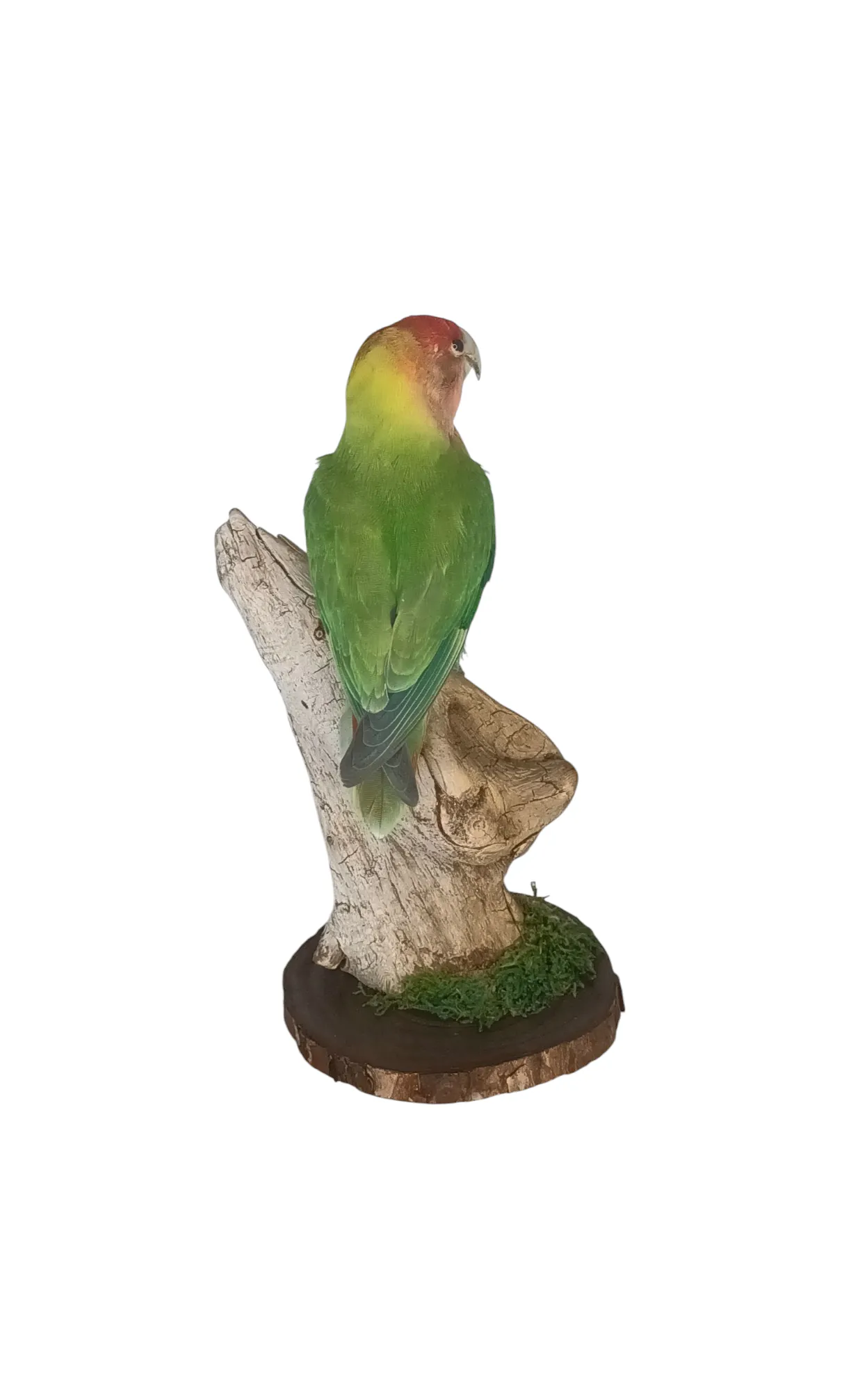 SOLD - Taxidermy Lovebird. Log no 635a. - Image 3