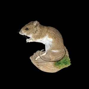 Taxidermy Field Mouse. Log no 78.