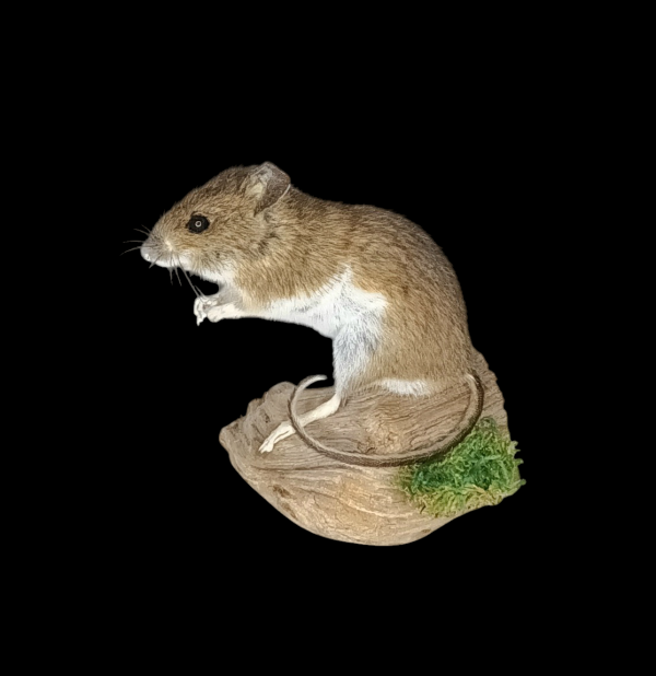 Taxidermy Field Mouse. Log no 78.