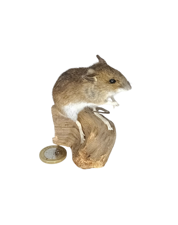Taxidermy Field Mouse. Log no 78. - Image 4