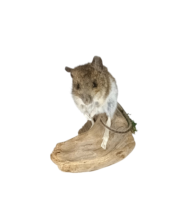 Taxidermy Field Mouse. Log no 78. - Image 3
