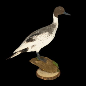 Taxidermy Male Northern Silver Pintail. Log no 604a.