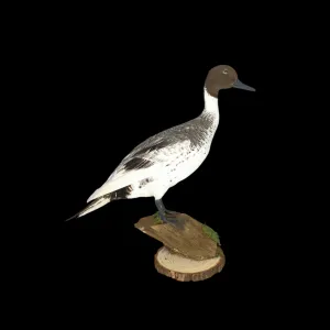 Taxidermy Male Northern Silver Pintail. Log no 604a.