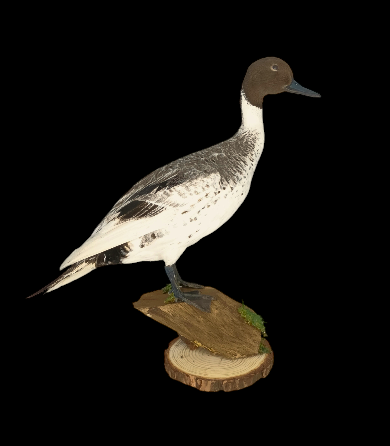 Taxidermy Male Northern Silver Pintail. Log no 604a.