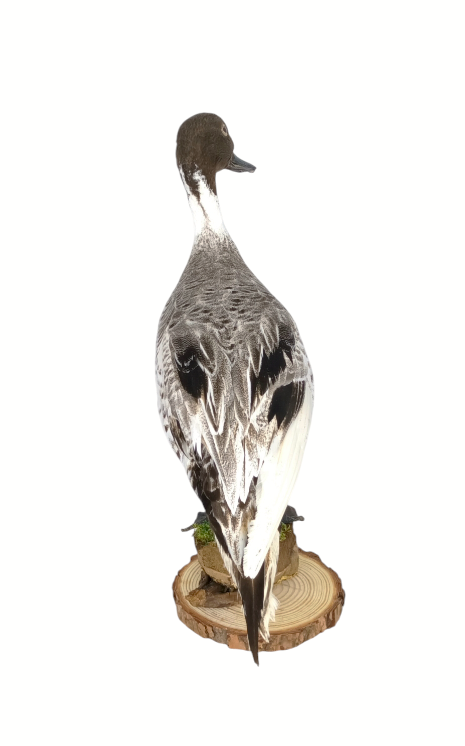 Taxidermy Male Northern Silver Pintail. Log no 604a. - Image 4